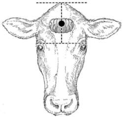 Position for shooting cattle with long heads