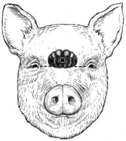 Position for shooting pigs
