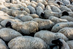 How to Design an Efficient Sheep Meat Processing Facility Down Under: And Stock it Correctly